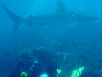 Getting friendly with a Galapagos Shark