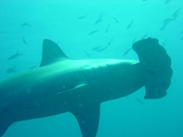 Hammerhead looking for dinner
