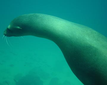 Camera Shy sealion at Punto Espejo