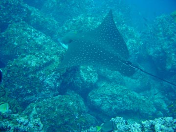glading slotted eagle ray